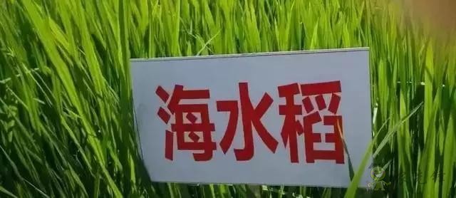 對不起，我跟著華為，辭職種地了！