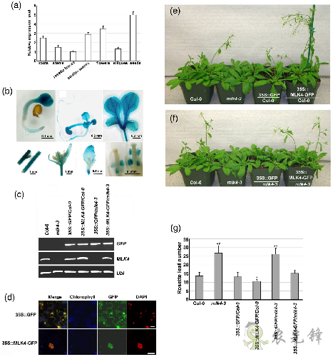 植物開花早晚是如何被精準調控的？