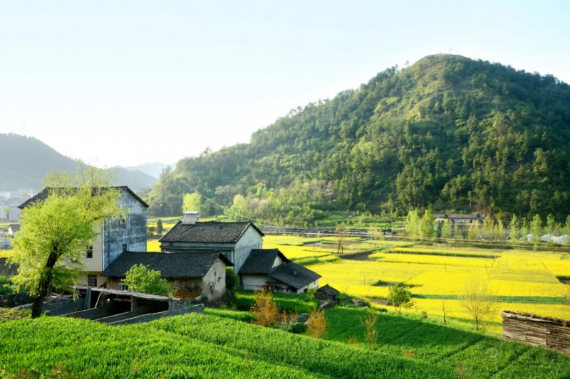 時(shí)偉:大學(xué)生融入鄉(xiāng)村振興的實(shí)施路徑