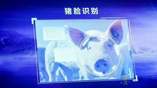 華為養豬帶來的效應,AI+視覺技術正推進智慧農業