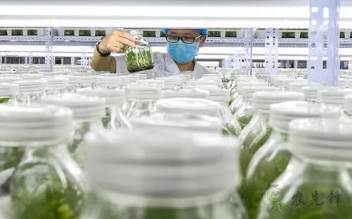 中外生物育種存在三大差距，專家建議打造“種業(yè)航母”