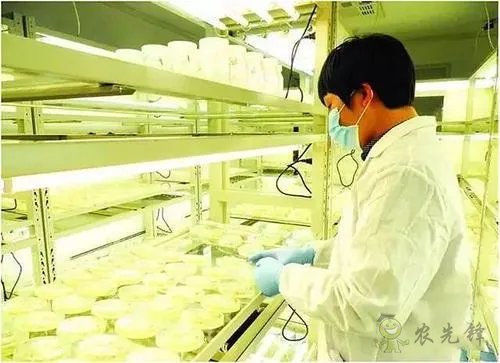 中外生物育種存在三大差距，專家建議打造“種業(yè)航母”