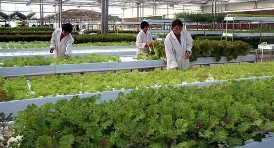 中外生物育種存在三大差距，專家建議打造“種業(yè)航母”