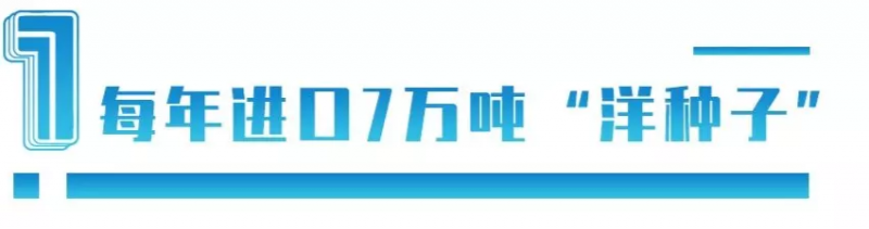 中國每年進(jìn)口7萬噸“洋種子”:14億人的飯碗,能端穩(wěn)嗎?