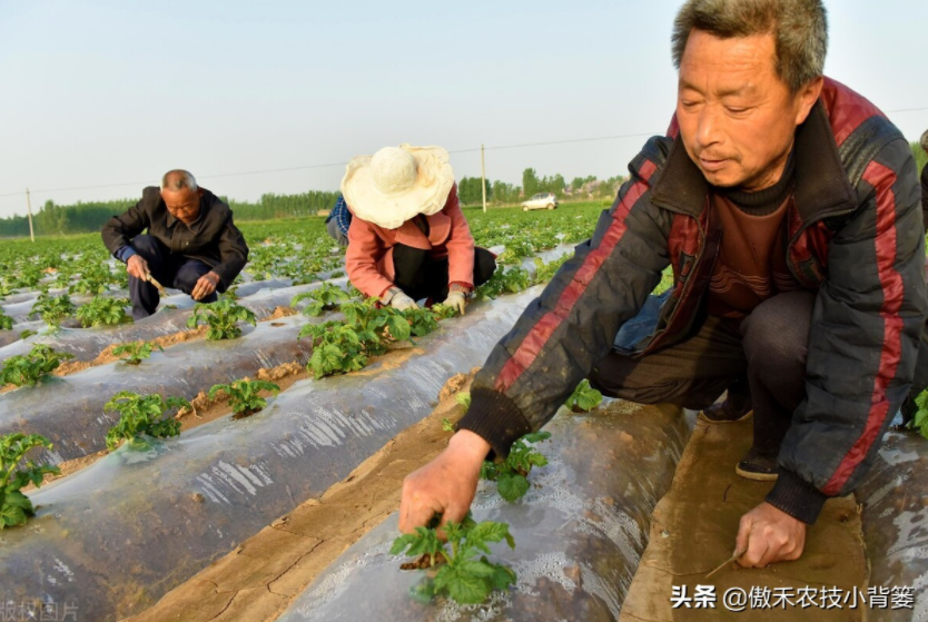 農(nóng)作物起壟種植有哪些好處？起壟時(shí)如何確定最佳壟高？