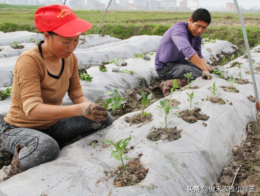 農(nóng)作物起壟種植有哪些好處？起壟時(shí)如何確定最佳壟高？
