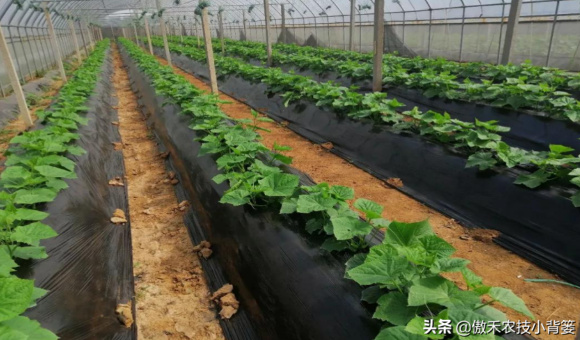農(nóng)作物起壟種植有哪些好處？起壟時(shí)如何確定最佳壟高？
