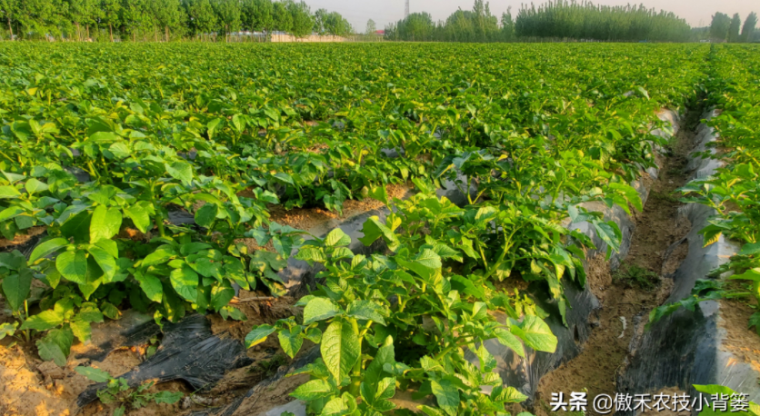 農(nóng)作物起壟種植有哪些好處？起壟時(shí)如何確定最佳壟高？