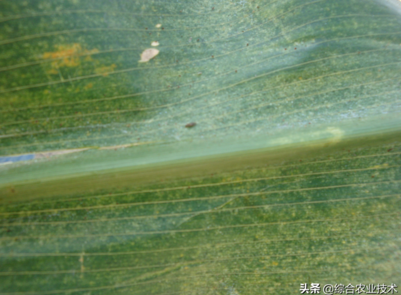  玉米地病蟲害越來越重，冬季閑了有辦法預防病蟲害嗎？