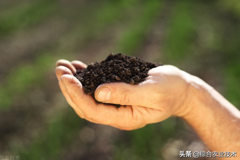 玉米地病蟲害越來越重，冬季閑了有辦法預防病蟲害嗎？