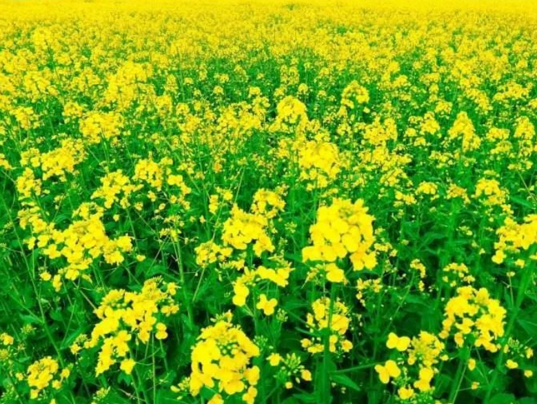 江西九江市柴桑區(qū):舉辦油菜毯狀育苗機械移栽現(xiàn)場觀摩會