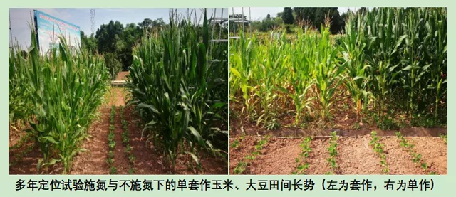 玉米大豆長(zhǎng)期發(fā)展趨勢(shì)！大豆自產(chǎn)量可增三倍，利潤(rùn)翻倍！