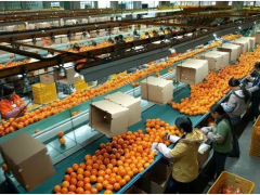 標準化，農業品牌化的致勝之路