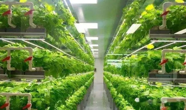 【高科技農業】這一新型產業將提升農業產能接近400倍！