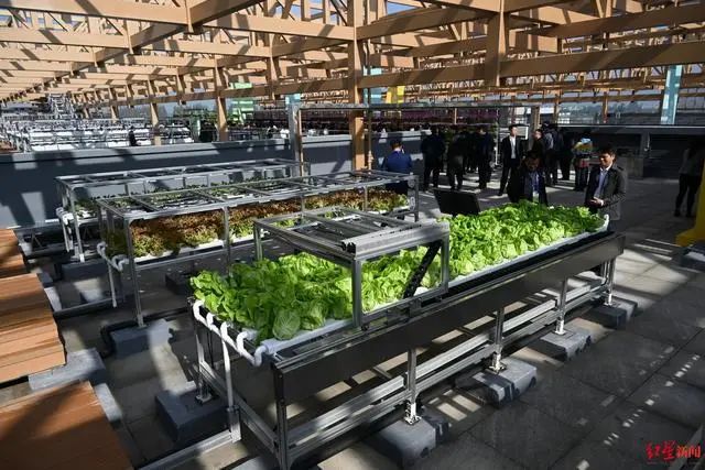 3.36億畝近8億噸！《2023年中國蔬菜產業發展報告》發布